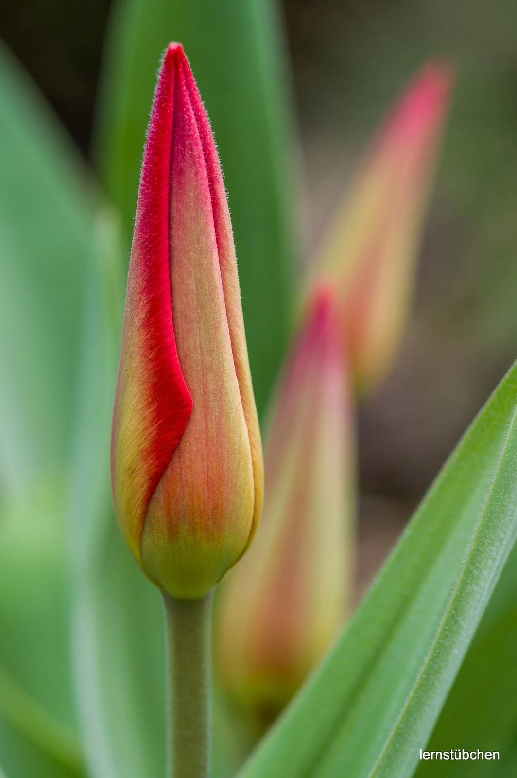geschlossene Tulpen.jpeg